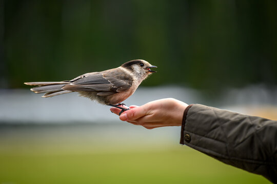 A wild Canada Jay (Perisoreus canadensis) landed on the had of woman in a popular park in British Columbia