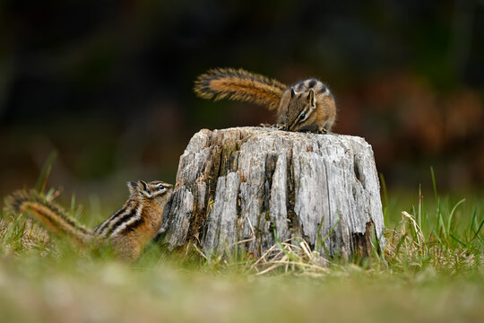 A cute and playful chipmunk running, jumping, sitting and eating on an old tree trunk