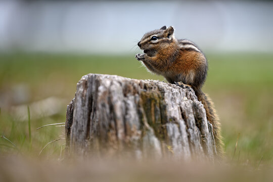 A cute and playful chipmunk running, jumping, sitting and eating on an old tree trunk