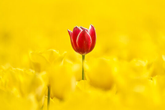 A red tulip over a yellow tulip field 