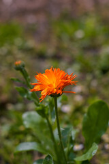 orange flower