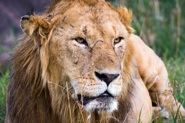 Portrait of an adult lion (Panthera Leo) with selective focus, Maasai Mara National Reserve, Kenya