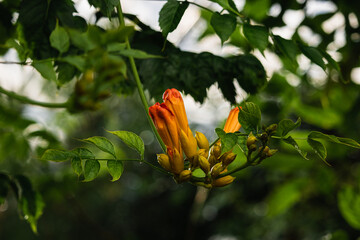 Campsis × tagliabuana Madame Galen hybrid 