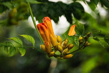 Campsis × tagliabuana Madame Galen hybrid 