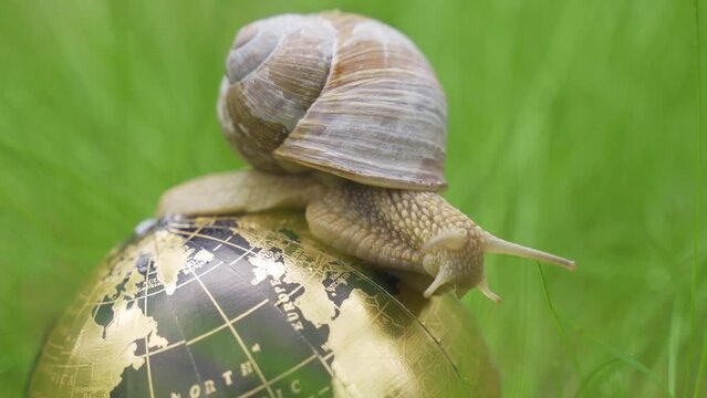Ecological concept. In the grass there is a globe on which the snail moves. Close up