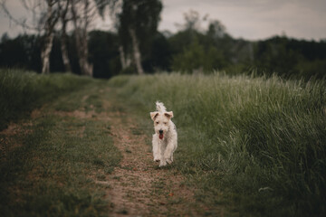Pies biegający w lesie - obrazy, fototapety, plakaty