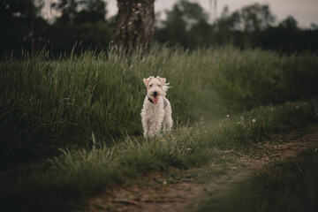 Naklejka premium Pies biegający w lesie
