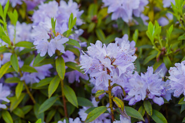 Obraz premium Violet rhododendron impeditum - close up. Nature, floral, blooming and gardening concept