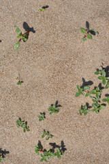 vertical texture of sand with small plants