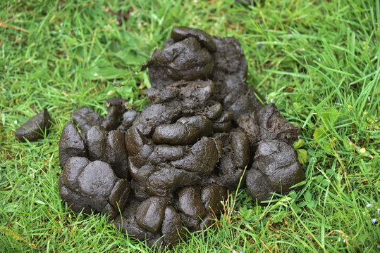Fresh Horse Manure