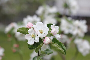 blooming flowers on an apple tree close-up. spring in the garden