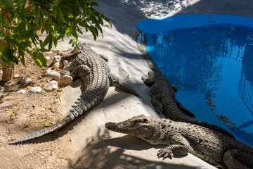 Crocodiles lie in the sun near the pond. Alligators near the water