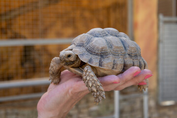 Small African tortoise lies on woman's hand