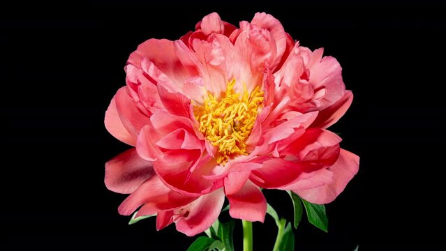 Pink Peony Open Flower in Time Lapse on a Black Background. Vedding Concept. Plant Paeonia Coral Supreme Changing Petals Color from Pink to White While Blooming and Wilting in Timelapse