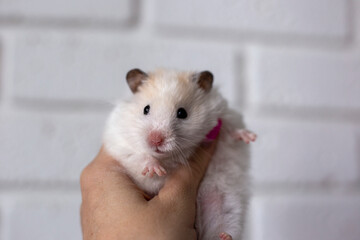 White Syrian hamster in a female hand on a white background