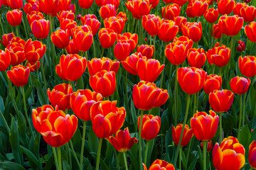 Fototapeta premium Colorful spring meadow with lot red tulip power play flowers. Nature, floral, blooming and gardening concept