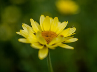 field daisy