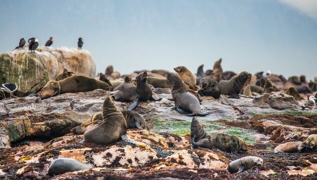Colony of brown fur seals (Arctocephalus pusillus) on an island in the open sea. False Bay. South Africa.