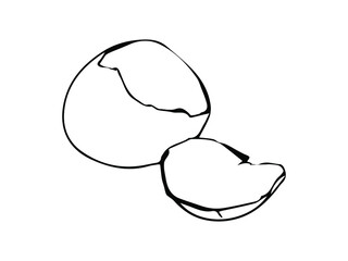 broken egg hatched chick background isolated  hand drawn 