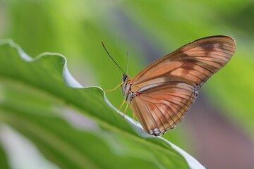 butterfly on leaf