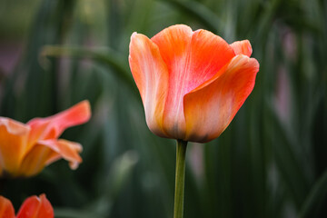Fototapeta premium different varieties of tulips in spring