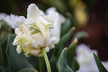 Obraz premium different varieties of tulips in spring