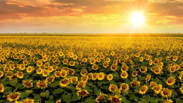 Aerial drone shot of beautiful blossom yellow sunflower field at sunset, countryside landscape