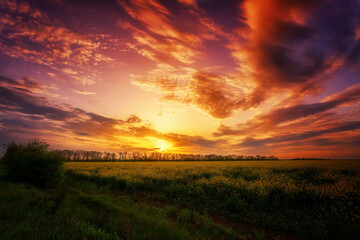 Beautiful fantastic sunset over a yellow flowering field