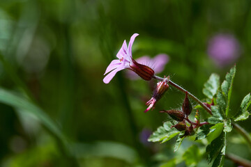 Beautiful purple wild forest flowers. Geranium robertianum, or herb-Robert, red robin, death come quickly, storksbill, stinking Bob, squinter-pip, crow's foot, Roberts geranium