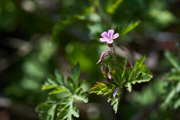Beautiful purple wild forest flowers. Geranium robertianum, or herb-Robert, red robin, death come quickly, storksbill, stinking Bob, squinter-pip, crow's foot, Roberts geranium