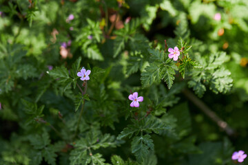 Beautiful purple wild forest flowers. Geranium robertianum, or herb-Robert, red robin, death come quickly, storksbill, stinking Bob, squinter-pip, crow's foot, Roberts geranium