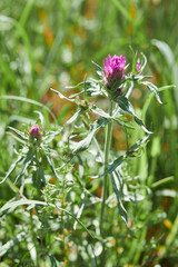 Blooming plant Cowwheat (Melampyrum arvense, family Orobanchaceae). Beautiful pink wildflowers 