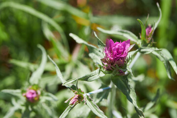 Blooming plant Cowwheat (Melampyrum arvense, family Orobanchaceae). Beautiful pink wildflowers 