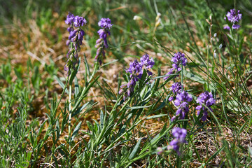 Polygala vulgaris, known as the common milkwort. Blue flowers of the family Polygalaceae.