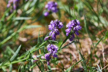 Polygala vulgaris, known as the common milkwort. Blue flowers of the family Polygalaceae.