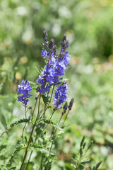 Veronica prostrata plant is blooming in the garden early in spring