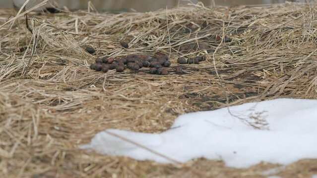 Moose poop on dry grass. Wild animal life.