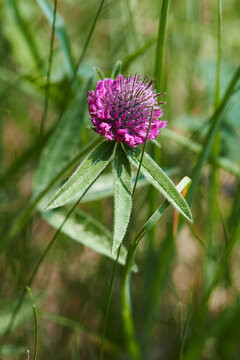Bright purple Trifolium alpestre flower on a green blurred background. Young juicy blooming clover close-up