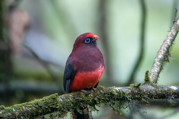 Ward's trogon (Harpactes wardi)  observed in Mishimi Hills in Arunachal Pradesh, India