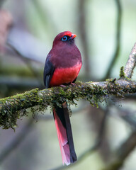 Ward's trogon (Harpactes wardi)  observed in Mishimi Hills in Arunachal Pradesh, India