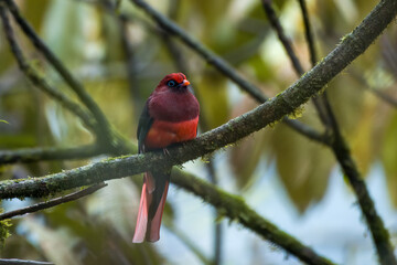 Ward's trogon (Harpactes wardi)  observed in Mishimi Hills in Arunachal Pradesh, India
