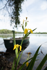 Sumpfschwertlilie an Seeufer mit Boot im Hintergrund © Niels