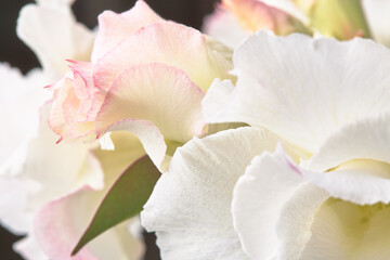 Obraz premium Light beige and pink petals of desert rose, soft cream flowers background.