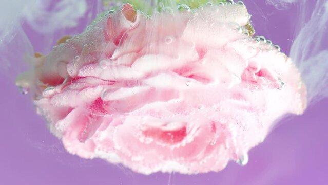 Rose under water with ink. Stock footage. Delicate rose with bubbles and ink. Light ink with rose under water on isolated background