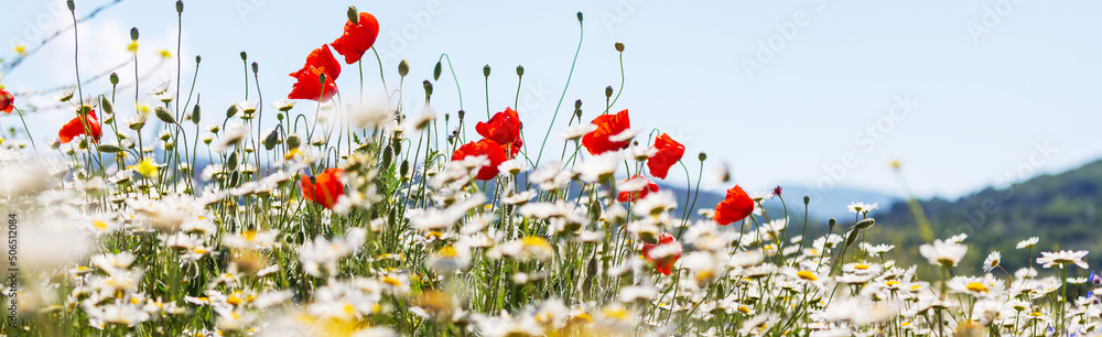 Canvas Prints poppy