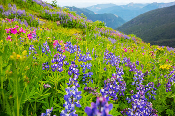 Obraz premium Mountains meadow