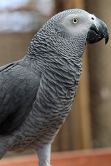 Stunning African Grey parrot walking