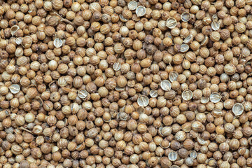 Dried coriander seeds used as a spice in cooking