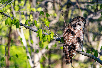barred owl