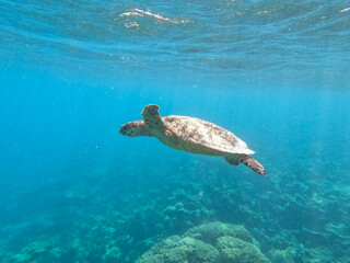 Turtle swimming in the blue sea in Maldives